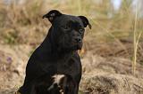 STAFFIE 324